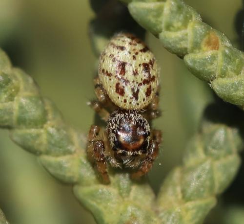 Macaroeris nidicolens